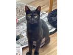 Adopt Maisy a All Black Domestic Shorthair (short coat) cat in Tampa