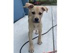 Adopt Waylon a Tan/Yellow/Fawn Black Mouth Cur / Mixed dog in Johnston