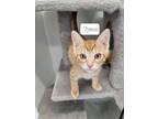 Adopt Tyson - Yellow collar a Domestic Shorthair / Mixed (short coat) cat in