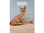 Adopt Oscar Mayer - Grey collar a Domestic Shorthair / Mixed (short coat) cat in