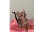 Adopt Berlioz a American Shorthair / Mixed (short coat) cat in Rockport