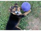 Adopt Ray a Hound (Unknown Type) / Beagle dog in Gillsville, GA (41390559)