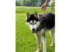 Adopt Harvey a Siberian Husky / Mixed dog in Marion, OH (41360210)