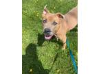 Adopt Kara a American Pit Bull Terrier / Mixed dog in Marion, OH (41126354)