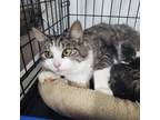 Adopt Bella a Domestic Longhair / Mixed (short coat) cat in Glenfield