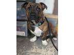 Adopt Tyson a Mixed Breed (Medium) / Mixed dog in Glenfield, NY (41398224)