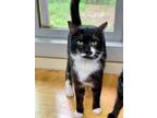Adopt Greer a Domestic Shorthair / Mixed (short coat) cat in Glenfield