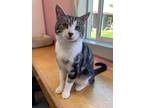 Adopt Kibble a Domestic Shorthair / Mixed (short coat) cat in Glenfield