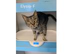 Adopt Elysia a Domestic Shorthair / Mixed (short coat) cat in Glenfield