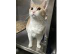Adopt Kit-Kat a Domestic Shorthair / Mixed (short coat) cat in Glenfield