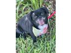 Adopt Iris a Black Pekingese / Shih Tzu dog in Orlando, FL (41206466)