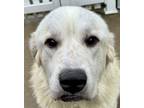 Adopt White Hot Haven a Tricolor (Tan/Brown & Black & White) Great Pyrenees /