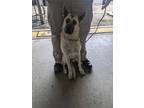 Adopt ALPHA a Shepherd (Unknown Type) / Mixed dog in Lindsay, CA (41369050)