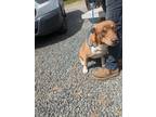 Adopt HENRY a Labrador Retriever / Mixed dog in Lindsay, CA (41360382)