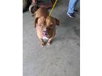 Adopt FIONA a Boxer / Staffordshire Bull Terrier / Mixed dog in Lindsay