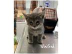 Adopt Winifred a Domestic Shorthair / Mixed (short coat) cat in Fallbrook