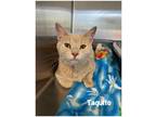 Adopt Taquito a Domestic Shorthair / Mixed (short coat) cat in Fallbrook