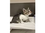 Adopt Elliot a Domestic Shorthair / Mixed (short coat) cat in Oakdale