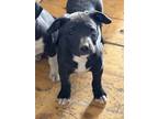Adopt Mable a Black - with White Labradoodle / American Pit Bull Terrier dog in