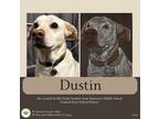 Adopt Dustin a Labrador Retriever / Mixed dog in Gilbertsville, PA (39489855)