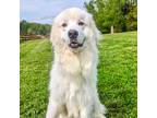 Adopt Snow a White Great Pyrenees / Mixed dog in Louisville, KY (41398186)