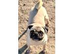 Adopt Vi aka Puglet a Tan/Yellow/Fawn - with Black Pug / Mixed dog in Sidney