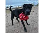 Adopt Sierra a Black Shar Pei / Mixed dog in Vail, AZ (41211058)