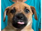 Adopt Rosebud Disney Wish litter a Tan/Yellow/Fawn - with Black Cattle Dog dog