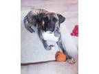 Adopt Jaxxon a Brindle American Staffordshire Terrier / English Mastiff dog in