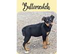 Adopt Butterscotch a Black - with Tan, Yellow or Fawn Rottweiler dog in