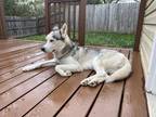 Adopt Ice a Gray/Blue/Silver/Salt & Pepper Husky / Mixed dog in Charlotte