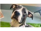 Adopt Trina a Brindle - with White American Staffordshire Terrier dog in