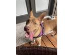Adopt Dodge a Tan/Yellow/Fawn - with White Pit Bull Terrier / Carolina Dog dog