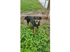Adopt Meadow a Black - with Brown, Red, Golden, Orange or Chestnut Rottweiler