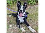 Adopt Princess a Labrador Retriever / Border Collie dog in Boulder