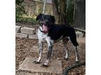 Adopt Rex a Black - with White Australian Cattle Dog / Mixed dog in Acworth