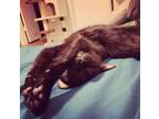 Adopt Beans a Black (Mostly) American Shorthair / Mixed (medium coat) cat in