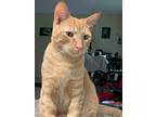 Adopt Spice a Orange or Red Tabby American Shorthair / Mixed (short coat) cat in