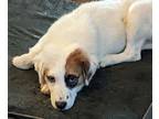 Adopt Bowie a Tricolor (Tan/Brown & Black & White) Great Pyrenees dog in