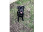 Adopt Apollo a Black Labrador Retriever / Mixed Breed (Medium) / Mixed dog in