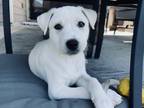 Adopt Olive a White Labrador Retriever / Mixed Breed (Medium) / Mixed dog in
