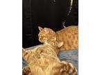 Adopt Sandy a Orange or Red Domestic Shorthair / Mixed (short coat) cat in Palo