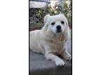 Adopt Winter a White Papillon / American Eskimo Dog / Mixed dog in Richmond