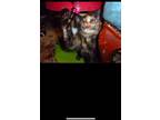 Adopt Mugly a Tortoiseshell Polydactyl/Hemingway / Mixed (short coat) cat in