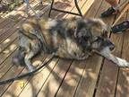 Adopt Kutsi a Gray/Silver/Salt & Pepper - with Black Caucasian Shepherd Dog /