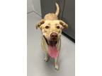Adopt Blanche a Labrador Retriever / Mixed dog in Topeka, KS (41396271)