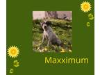 Adopt Maxximum a Brown/Chocolate - with White Wirehaired Pointing Griffon /