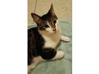 Adopt Scamper a Gray, Blue or Silver Tabby Domestic Shorthair / Mixed (short