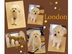 Adopt London a White Bichon Frise / Bolognese / Mixed dog in E Wenatchee