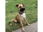 Adopt riley a Tan/Yellow/Fawn - with Black German Shepherd Dog / Black Mouth Cur